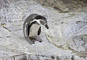 Penguin looking down on rocks close up