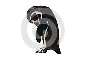 Penguin looking sad and lonely