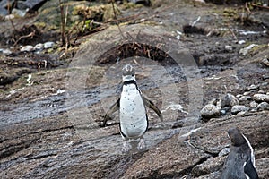 penguin looking at camera