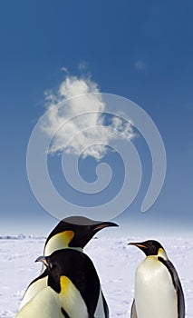 Penguin love