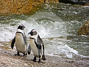 Penguin lovers