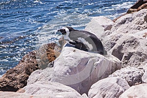 A penguin lying under the sun on Boulder`s beach near Simons town