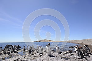 Penguin Magellan photo