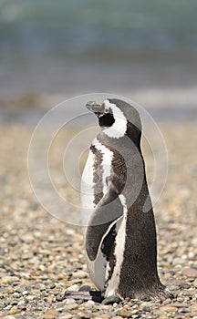 Penguin Magellan