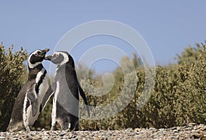 Penguin Magellan photo