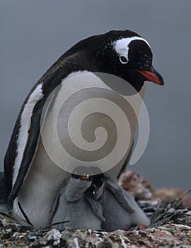 Penguin mam with two chicks photo