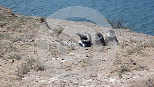 Penguin mom with her babies