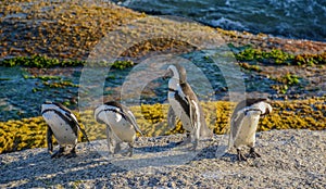 Penguin Morning Inspection