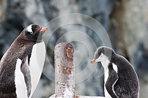 Gentoo penguins mother and child, adult and chick penguin in Brown Bluff, on the Tabarin Peninsula of northern Antarctica. photo