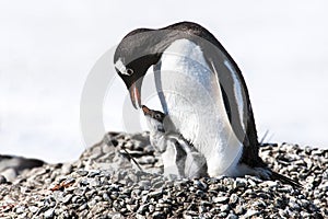 Penguin mother feeding the chick - gentoo penguin