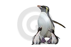 Penguin mother and twin babies