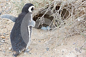 Penguin and nest