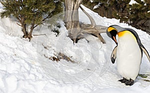 Penguin outside in snow cleaning itself