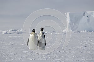 Penguin pair