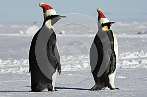 Penguin pair at Christmas day