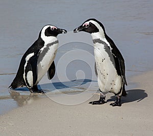 Penguin Pair on the clean sand at the sea shore