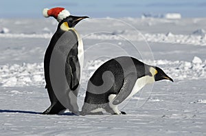 Penguin pair on Xmas