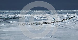 Penguin panorama
