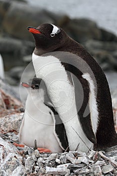 Penguin parent with young, Antarctica