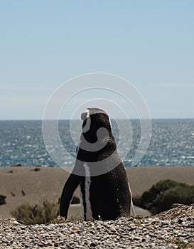 Penguin in Peninsula Valdes