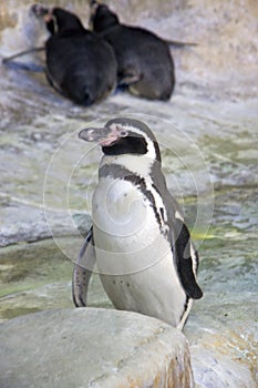 Penguin-point vertebrate bird humboldt