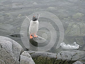 Penguin pool at Port Lockroy