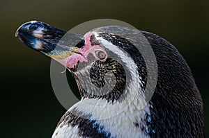 Penguin portrait