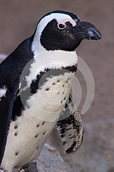 Penguin portrait