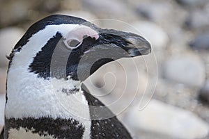 Penguin portrait