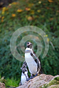 penguin portrait closeup in the nature