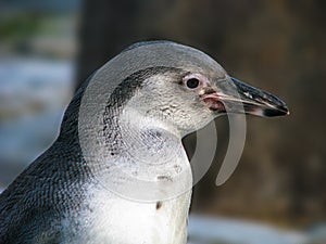 Penguin portrait - detail of a beautiful posing penguin