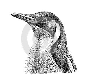 Penguin portrait head sketch hand drawn sketch, engraving style