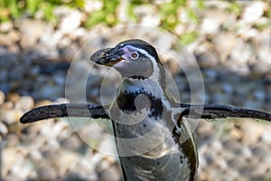 Penguin - Portrait - Humboldt penguin Spheniscus humboldti.Close up