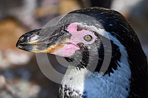Penguin - Portrait - Humboldt penguin Spheniscus humboldti.Close up