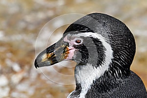 Penguin - Portrait - Humboldt penguin Spheniscus humboldti.Close up