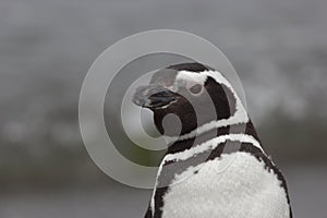 Penguin portrait in South America / Argentina
