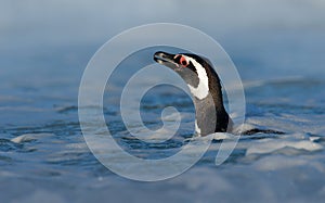 Penguin portrait in the water. Penguin in the water. Bird in the sea waves. Penguin swiming in the waves. Sea bird in the water. M