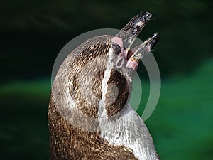 Penguin Portrait in zoo in Augsburg in germany