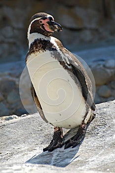 Penguin Posed in the Sunshine