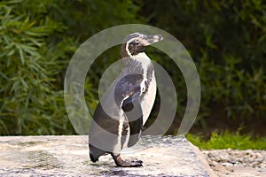 Penguin posing on green background