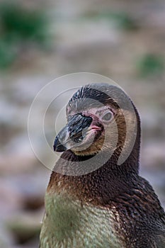 Penguin Posing Portait in ZSL London Zoo