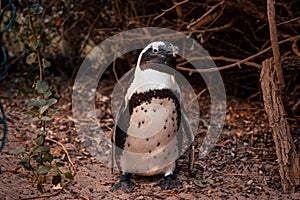 Portrait of a Penguin