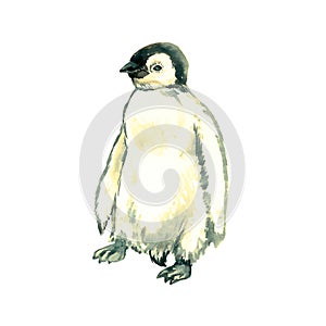 Penguin poult standing, isolated watercolor illustration
