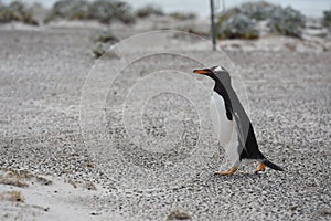 Penguin in Punta Arenas, Chile, Magdalena Island