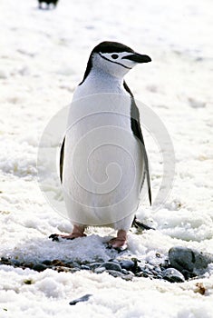 penguin Pygoscelis papua travels through snow lifting foot, Antarctica photo