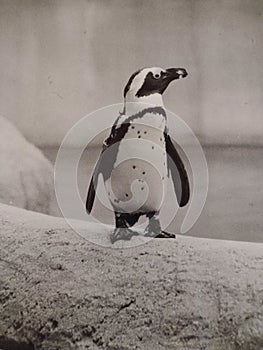 Penguin at the Racine, Wisconsin Zoo