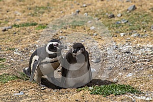 Penguin Reserve at Magdalena island in the Strait of Magellan.