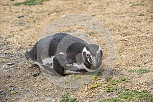 Penguin Reserve at Magdalena island in the Strait of Magellan.