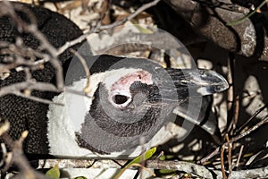 Penguin resting in his nest