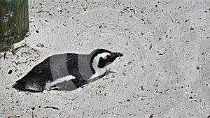 The penguin is resting on the sand of the beach.